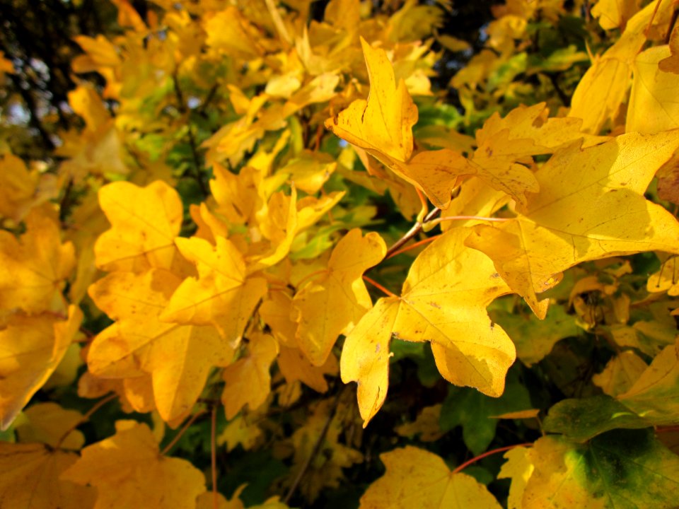 20121023Feldahorn_Hockenheim6