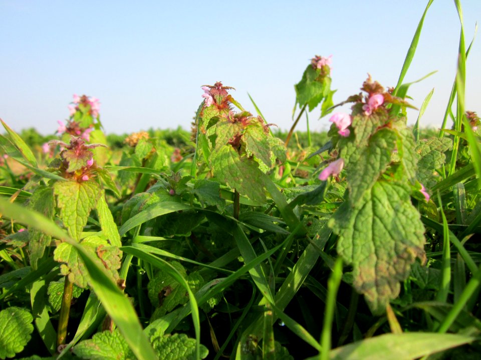 20121023Lamium_purpureum5