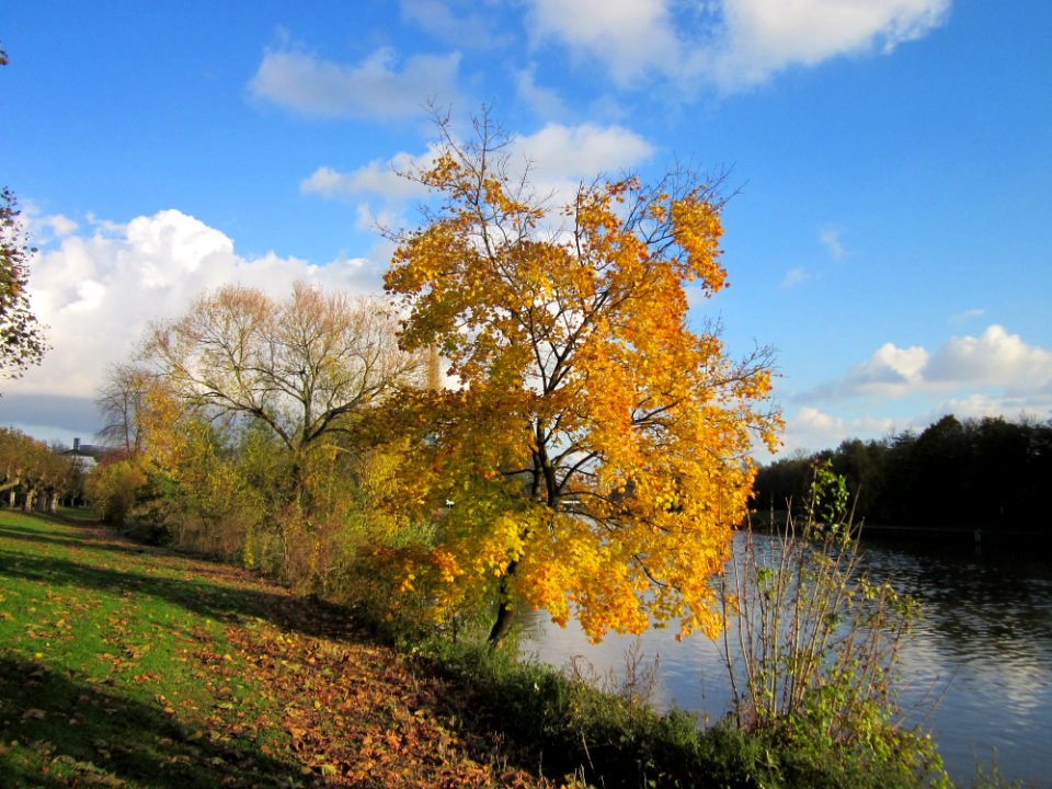 20121106Acer_platanoides2