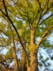 20121023Esche_Schleiwiese3