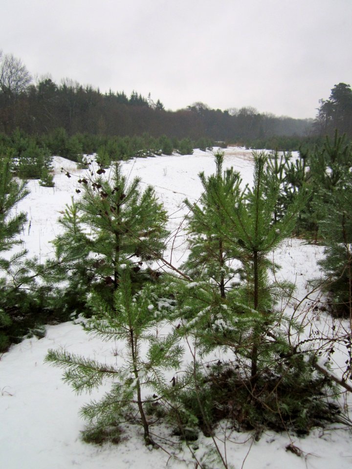 20121202Schwetzinger_Hardt04