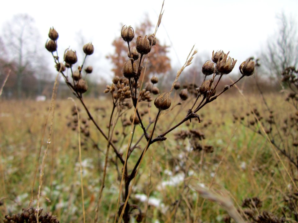 20121202Landesgartenschaupark_Hockenheim2