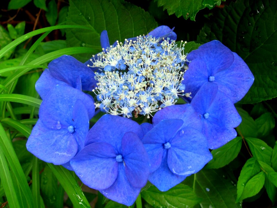 Flowers blue blue-violet
