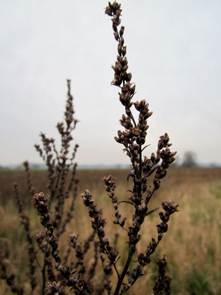20121123Beifuss_Hockenheim2