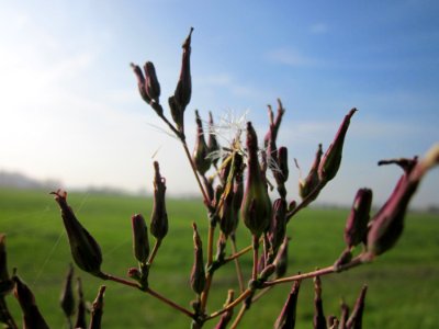 20121022Stachel-Lattich3