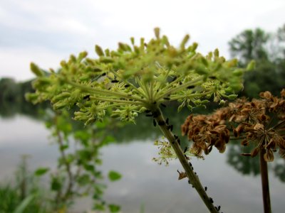 20120923Rheinauenwald_Altlussheim15