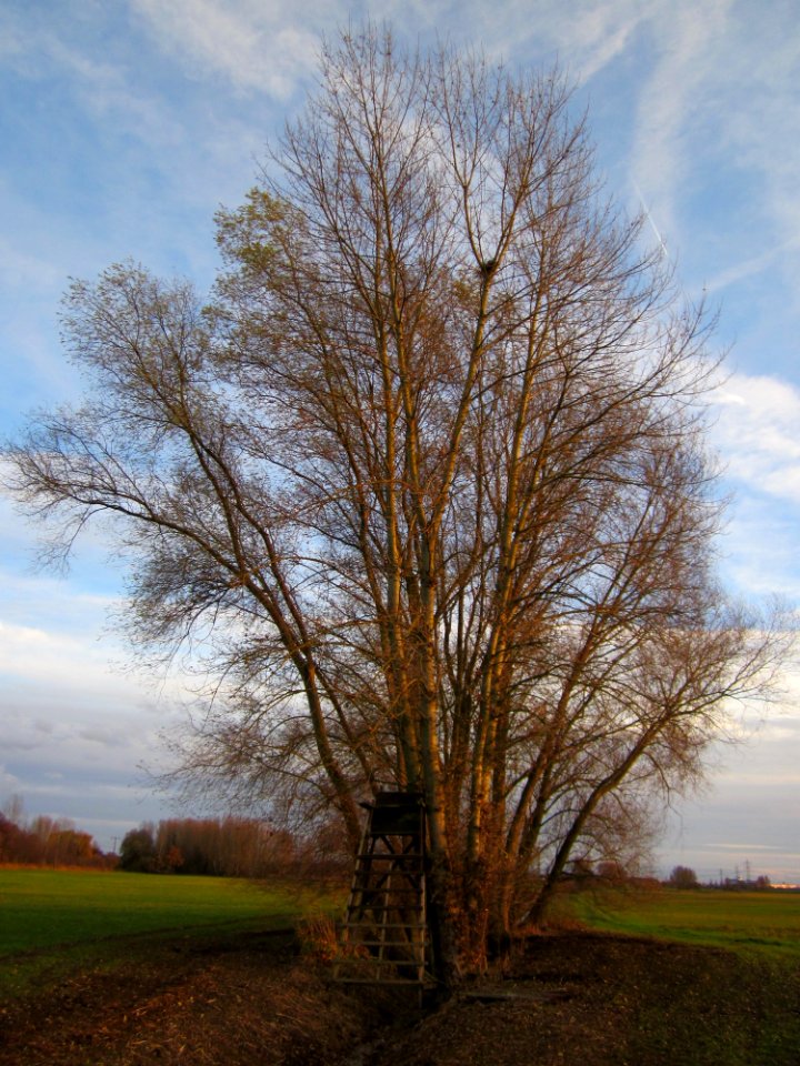 20121125Silberweide_Hockenheim3