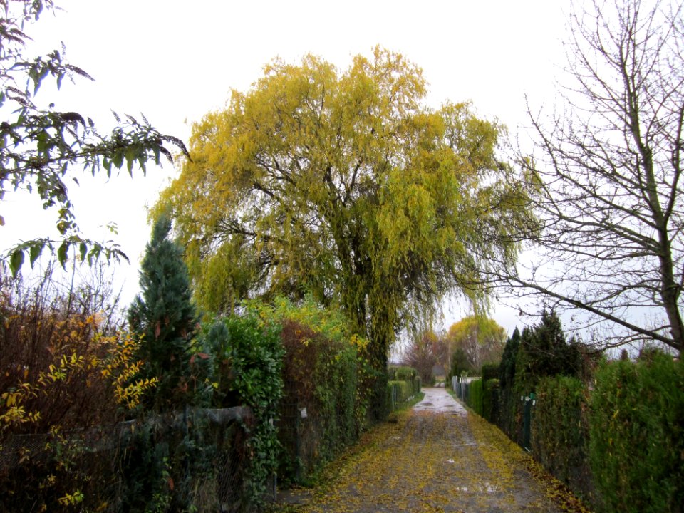 20121127Korkenzieherweide_Hockenheim1