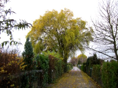 20121127Korkenzieherweide_Hockenheim1