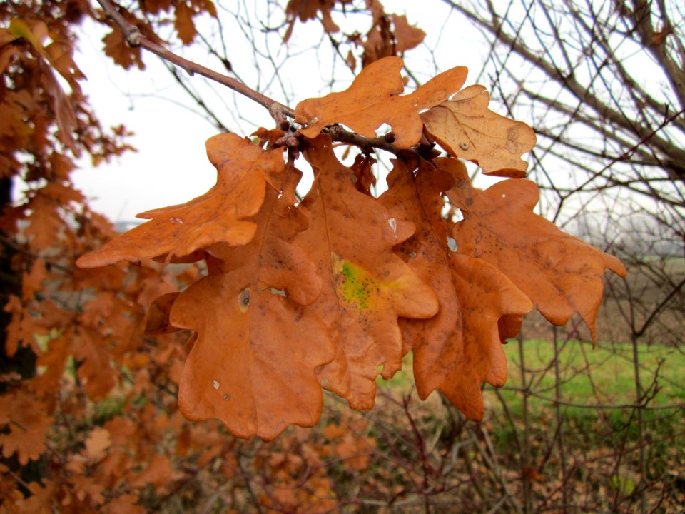20121123Eiche_Hockenheim2