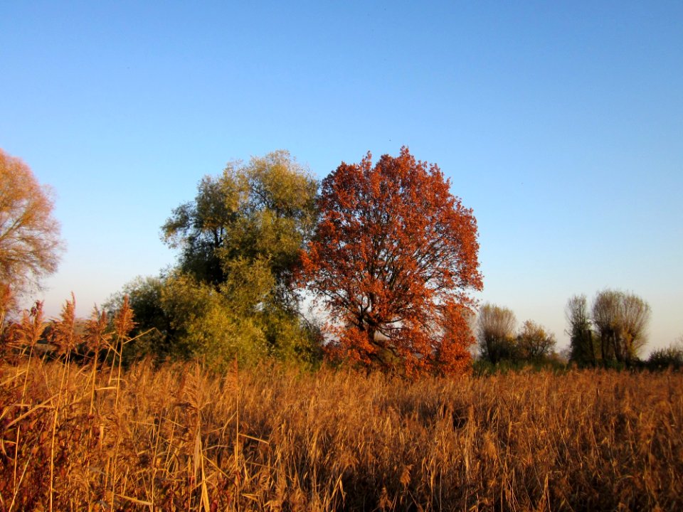 20121113Schleiwiese07