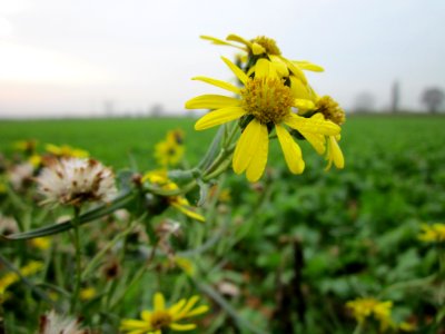 20121123Greiskraut_Hockenheim2