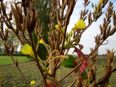 20121029Nachtkerze_Kraichbach_Hockenheim2
