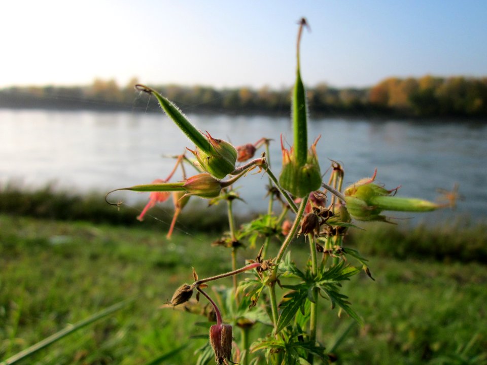 20121023Storchenschnabel_Rhein_Hockenheim3