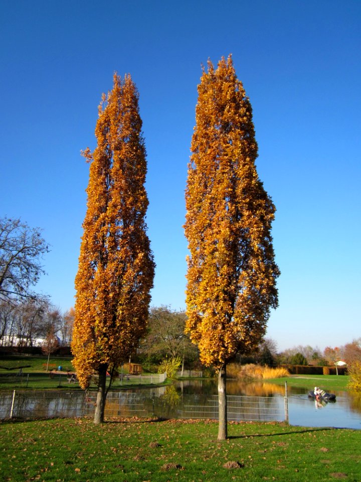 20121113Saeuleneichen_Hockenheim2