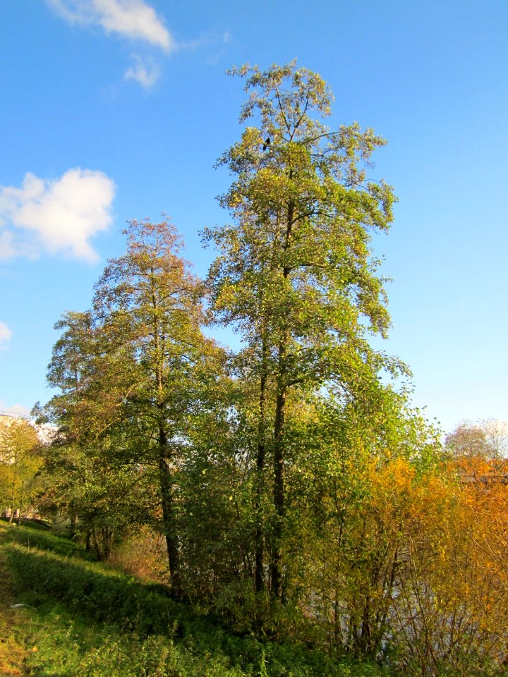 20121106Erle_Saarbruecken1