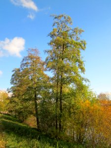 20121106Erle_Saarbruecken1