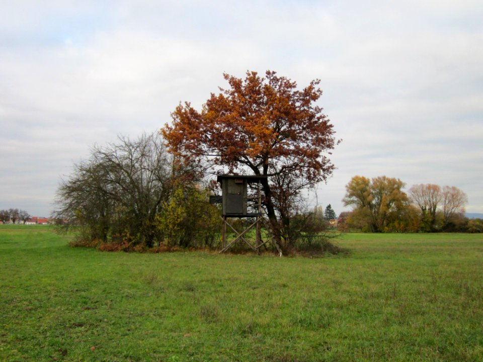 20121112Quercus_robur1