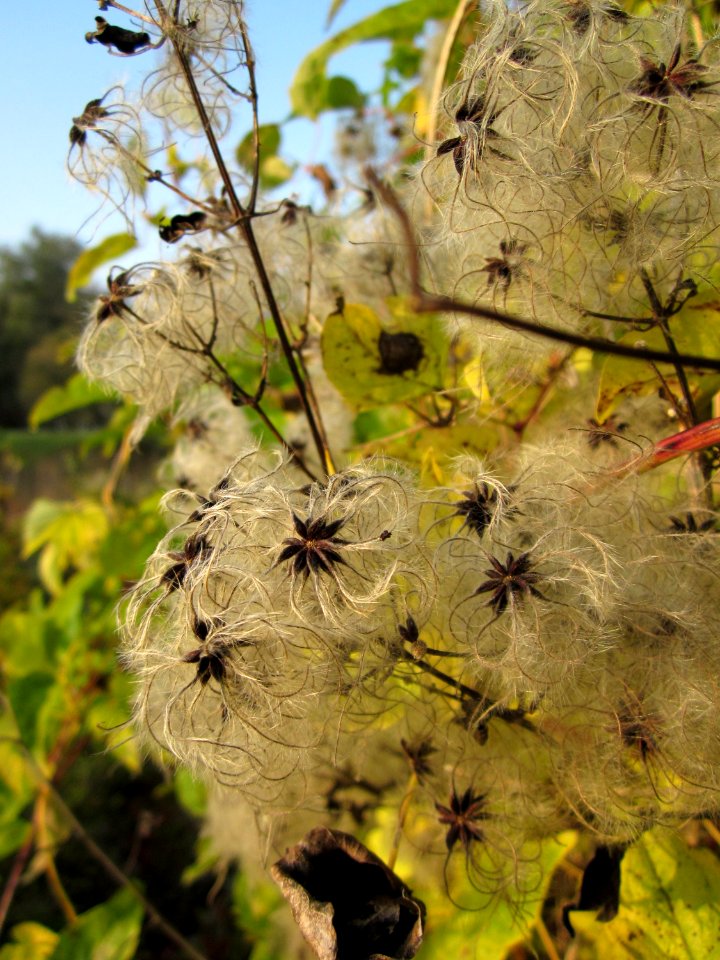 20121023Waldrebe_Schleiwiese2