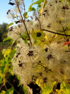 20121023Waldrebe_Schleiwiese2