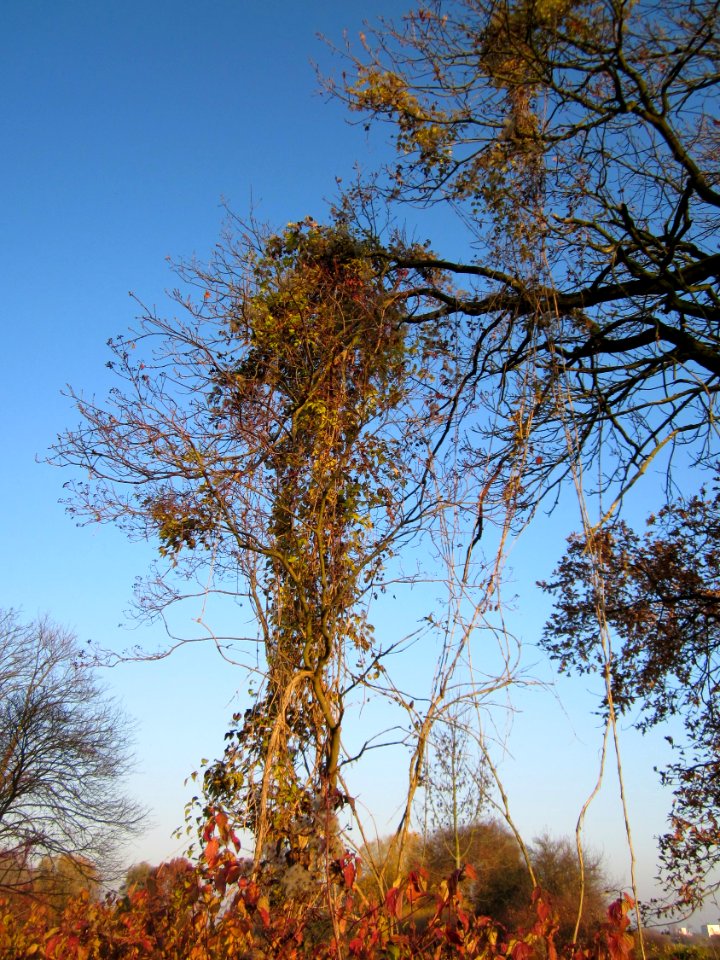 20121113Schleiwiese02