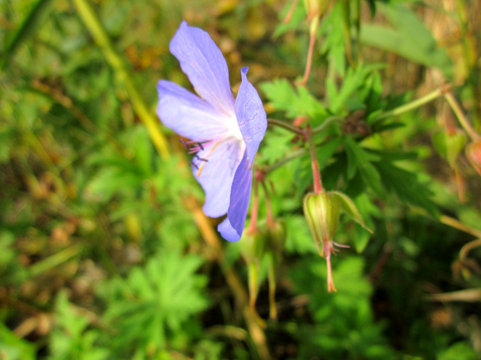 20121023Storchenschnabel_Hockenheim1