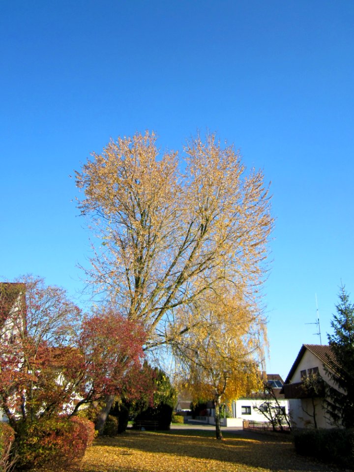 20121113Silberahorn_Hockenheim1