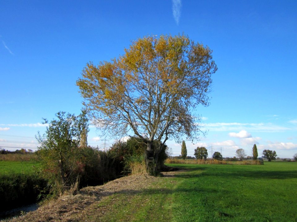 20121028Hockenheimer_Rheinbogen04