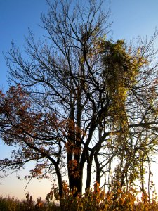 20121113Schleiwiese03