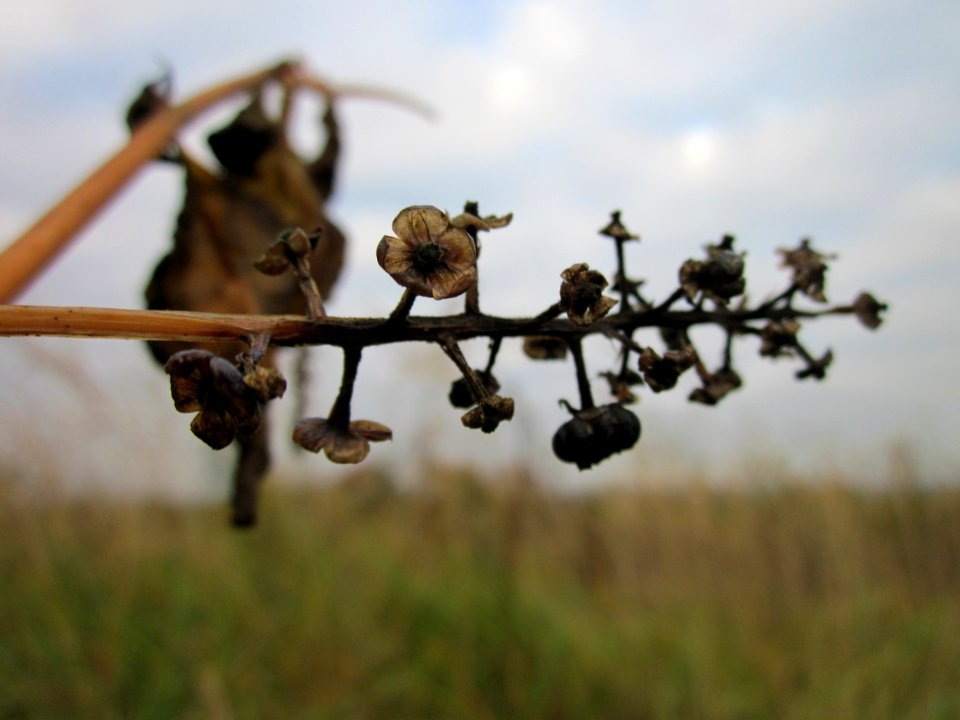 20121112Kermesbeere_St_Leon4