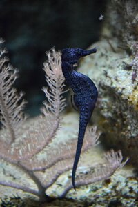 Aquarium fish blue sea photo
