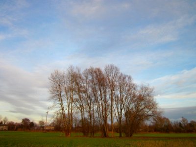 20121125Silberweide_Hockenheim2