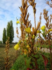 20121029Nachtkerze_Kraichbach_Hockenheim1