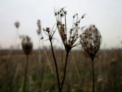 20121123Wilde_Moehre_Hockenheim2