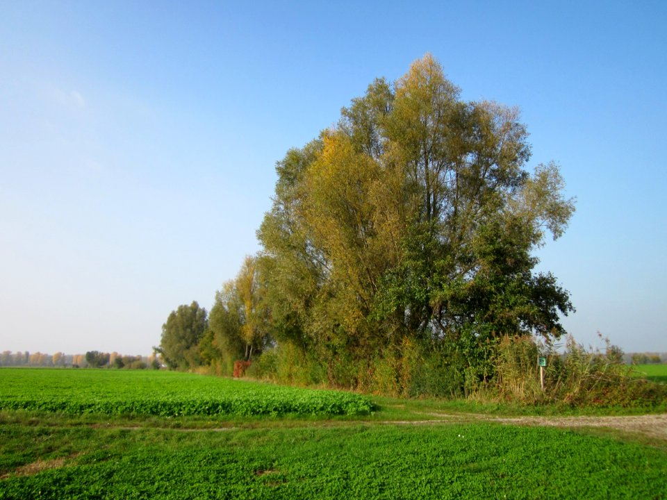 20121023Hockenheimer_Rheinbogen2