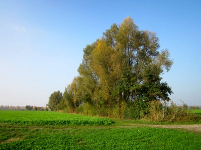 20121023Hockenheimer_Rheinbogen2