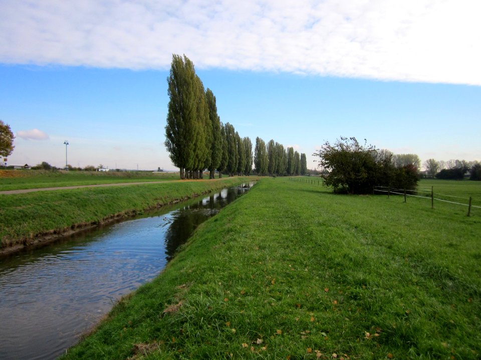 20121029Pappeln_Kraichbach_Hockenheim2