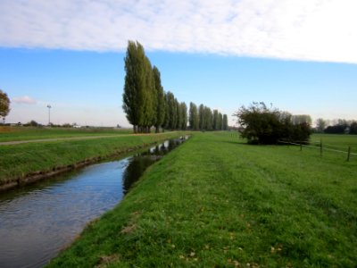 20121029Pappeln_Kraichbach_Hockenheim2