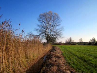 20121113Silberpappel_Hockenheim