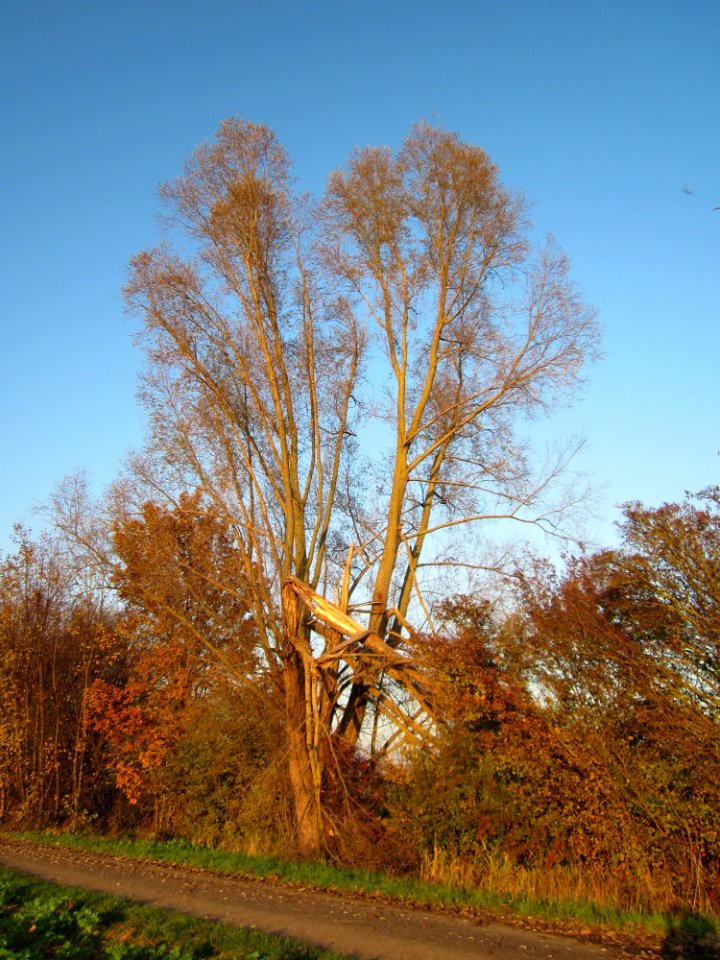 20121113Silberweide_Hockenheim4
