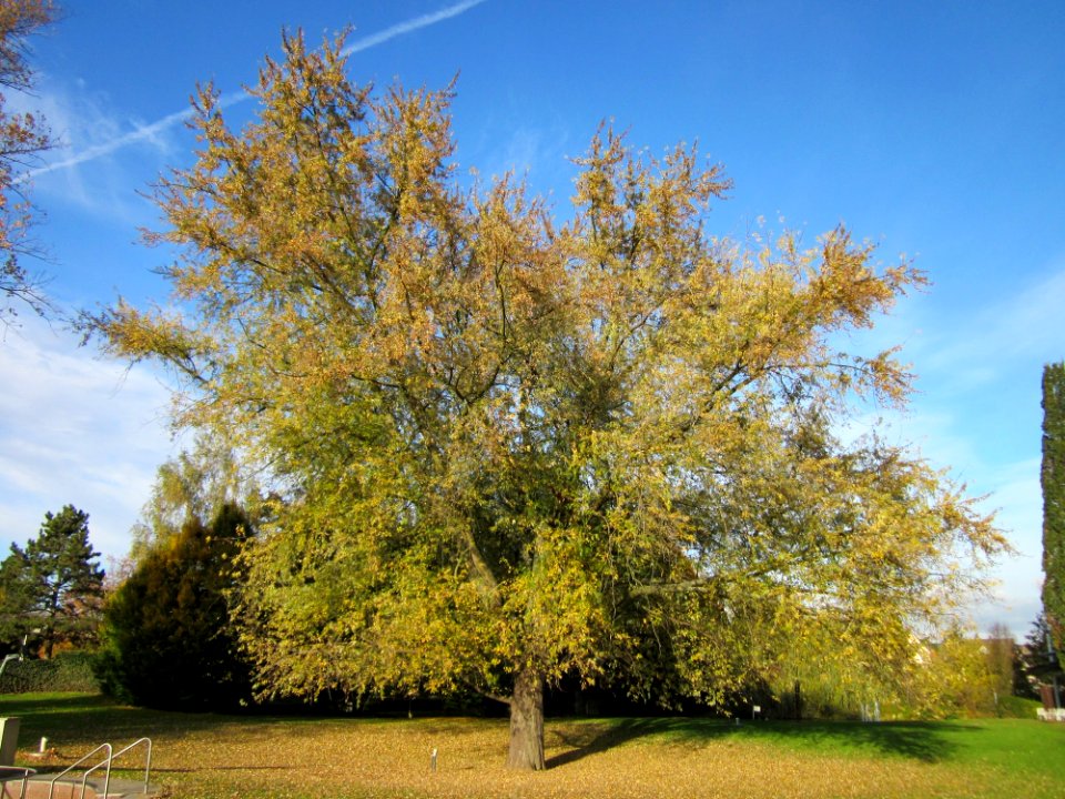 20121028Silberahorn_Hockenheim1