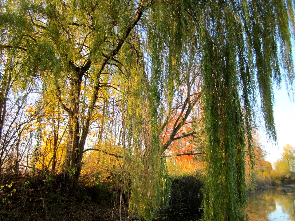 20121113Trauerweide_Ketschau3