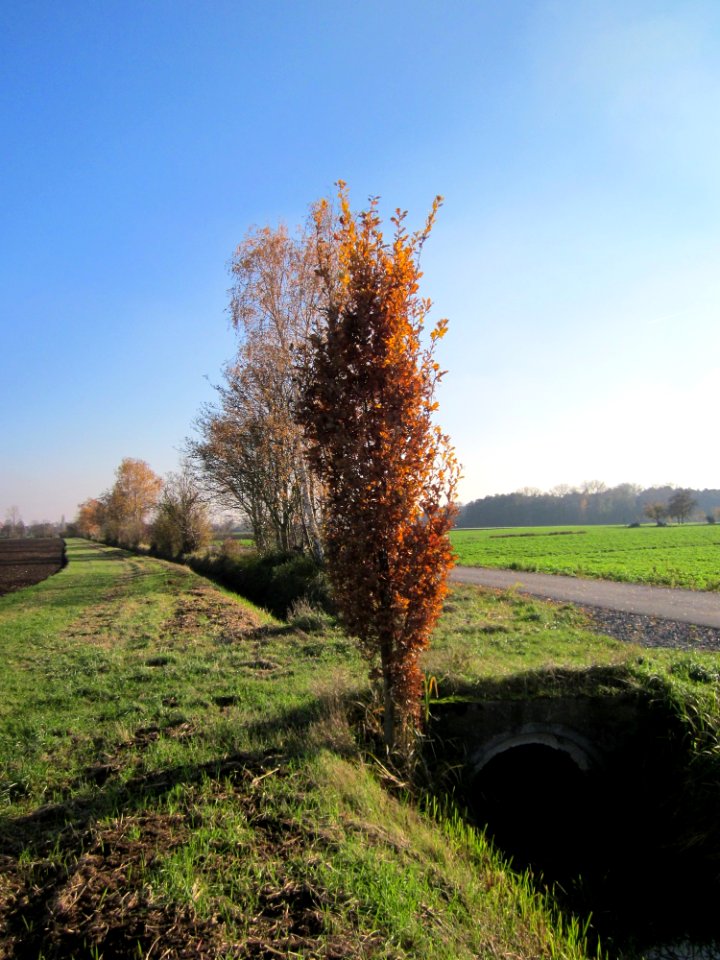 20121113Alter_Kraichbach_Hockenheim
