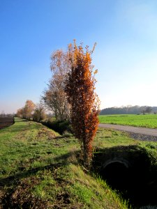 20121113Alter_Kraichbach_Hockenheim