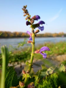 20121023Salvia_pratensis