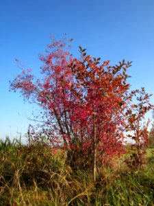 20121113Pfaffenhuetchen_Hockenheim1