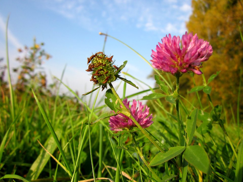 20121022Wiesenklee_Rhein2