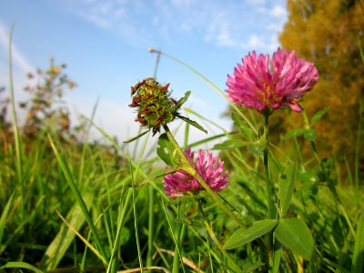20121022Wiesenklee_Rhein2