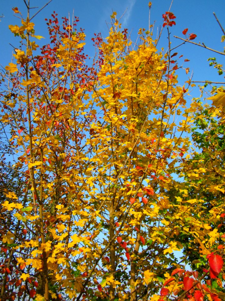20121023Ahorn_Rhein