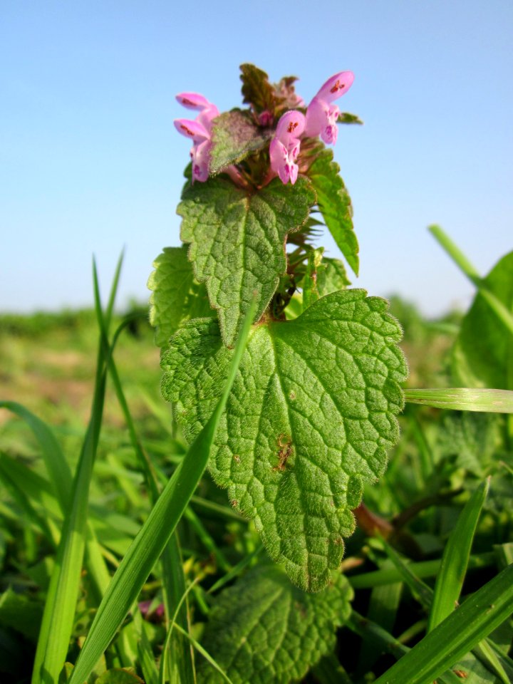 20121023Lamium_purpureum4